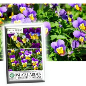 helen mount johnny jump up viola flower seeds, 500+ seeds per packet, (isla’s garden seeds), non gmo & heirloom seeds, botanical name: viola cornuta, viola tricolor, great home garden gift