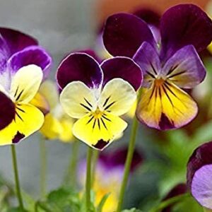 Helen Mount Johnny Jump Up Viola Flower Seeds, 500+ Seeds Per Packet, (Isla's Garden Seeds), Non GMO & Heirloom Seeds, Botanical Name: Viola cornuta, Viola Tricolor, Great Home Garden Gift