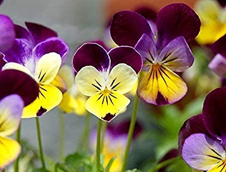 Helen Mount Johnny Jump Up Viola Flower Seeds, 500+ Seeds Per Packet, (Isla's Garden Seeds), Non GMO & Heirloom Seeds, Botanical Name: Viola cornuta, Viola Tricolor, Great Home Garden Gift