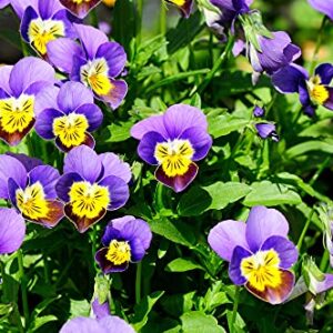 Helen Mount Johnny Jump Up Viola Flower Seeds, 500+ Seeds Per Packet, (Isla's Garden Seeds), Non GMO & Heirloom Seeds, Botanical Name: Viola cornuta, Viola Tricolor, Great Home Garden Gift