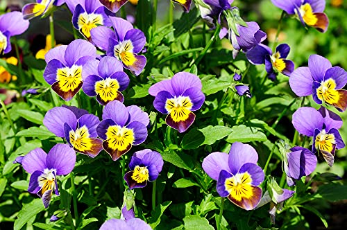 Helen Mount Johnny Jump Up Viola Flower Seeds, 500+ Seeds Per Packet, (Isla's Garden Seeds), Non GMO & Heirloom Seeds, Botanical Name: Viola cornuta, Viola Tricolor, Great Home Garden Gift