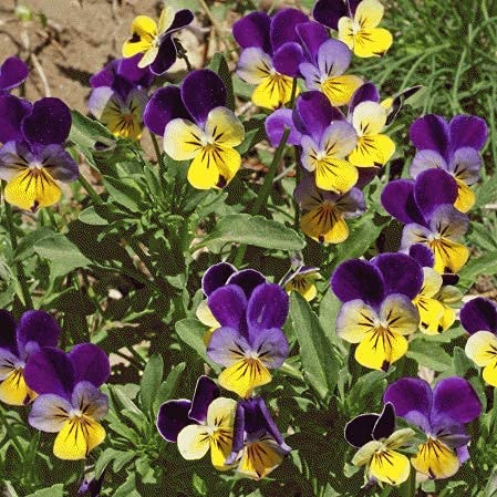 Helen Mount Johnny Jump Up Viola Flower Seeds, 500+ Seeds Per Packet, (Isla's Garden Seeds), Non GMO & Heirloom Seeds, Botanical Name: Viola cornuta, Viola Tricolor, Great Home Garden Gift