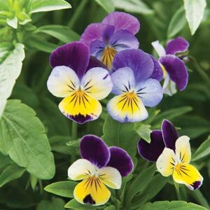 Helen Mount Johnny Jump Up Viola Flower Seeds, 500+ Seeds Per Packet, (Isla's Garden Seeds), Non GMO & Heirloom Seeds, Botanical Name: Viola cornuta, Viola Tricolor, Great Home Garden Gift