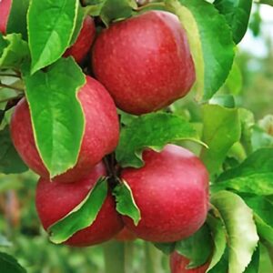 fuji apple tree live plant fruit tree 1ft to 2ft tall planting ornaments perennial garden simple to grow pots gifts