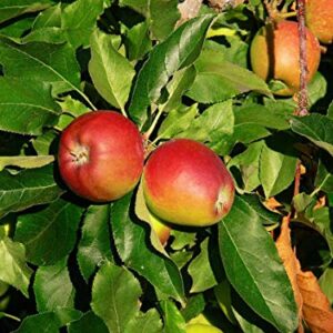Fuji Apple Tree Live Plant Fruit Tree 1Ft to 2Ft Tall Planting Ornaments Perennial Garden Simple to Grow Pots Gifts