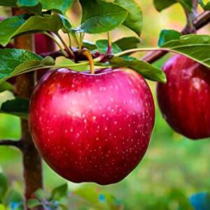 Fuji Apple Tree Live Plant Fruit Tree 1Ft to 2Ft Tall Planting Ornaments Perennial Garden Simple to Grow Pots Gifts