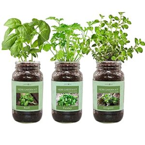 environet herb gift set, mason jar herb garden starter kit indoor, includes 3 mason jar, 9 coco coir planting wafers and 3 kinds of heirloom organic seeds (basil, parsley, oregano)