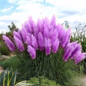 chuxay garden purple pampas grass seed 200 seeds ornamental grass perennial flowering plant fast growing privacy screen landscaping rocks striking plants great for garden