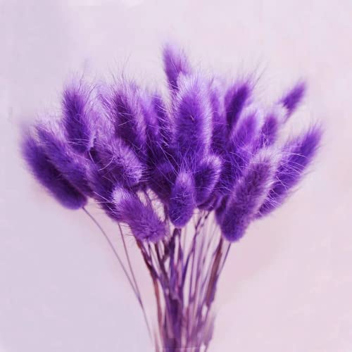 CHUXAY GARDEN Purple Pampas Grass Seed 200 Seeds Ornamental Grass Perennial Flowering Plant Fast Growing Privacy Screen Landscaping Rocks Striking Plants Great for Garden