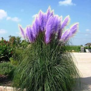 CHUXAY GARDEN Purple Pampas Grass Seed 200 Seeds Ornamental Grass Perennial Flowering Plant Fast Growing Privacy Screen Landscaping Rocks Striking Plants Great for Garden