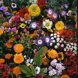 Outsidepride Japanese Flower Garden Seed Mix - 10000 Seeds