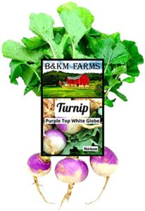 6 grams 2500 purple top white turnip seeds for planting non-gmo heirloom vegetables variety seed packet instructions to plant home vegetable garden great for summer fall & winter gardens b&km farms