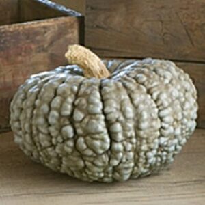 marina di chioggia pumpkins seeds (20+ seeds) | non gmo | vegetable fruit herb flower seeds for planting | home garden greenhouse pack