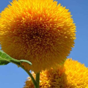teddy bear sunflower seeds | 100+ seeds | exotic garden flower | sunflower seeds for planting | great for hummingbirds and butterflies | made in usa