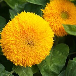 Teddy Bear Sunflower Seeds | 100+ Seeds | Exotic Garden Flower | Sunflower Seeds for Planting | Great for Hummingbirds and Butterflies | Made in USA