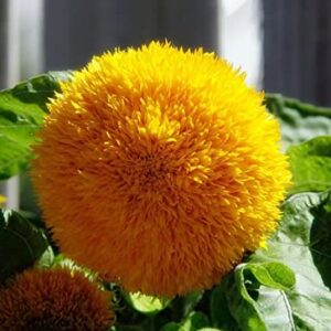 Teddy Bear Sunflower Seeds | 100+ Seeds | Exotic Garden Flower | Sunflower Seeds for Planting | Great for Hummingbirds and Butterflies | Made in USA