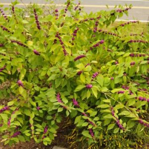 CHUXAY GARDEN Callicarpa Americana,American Beautyberry 25 Seeds Native Wildflower Shrub Ornamental in Gardens and Yards.