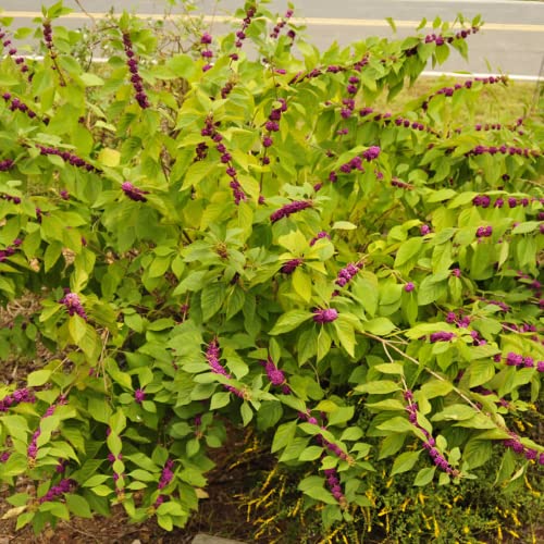 CHUXAY GARDEN Callicarpa Americana,American Beautyberry 25 Seeds Native Wildflower Shrub Ornamental in Gardens and Yards.