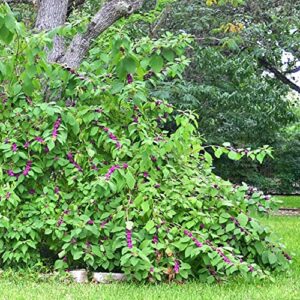 CHUXAY GARDEN Callicarpa Americana,American Beautyberry 25 Seeds Native Wildflower Shrub Ornamental in Gardens and Yards.