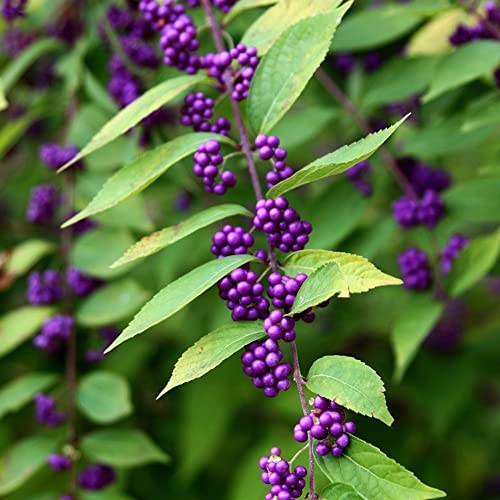 CHUXAY GARDEN Callicarpa Americana,American Beautyberry 25 Seeds Native Wildflower Shrub Ornamental in Gardens and Yards.