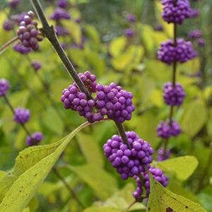 CHUXAY GARDEN Callicarpa Americana,American Beautyberry 25 Seeds Native Wildflower Shrub Ornamental in Gardens and Yards.