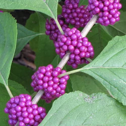 CHUXAY GARDEN Callicarpa Americana,American Beautyberry 25 Seeds Native Wildflower Shrub Ornamental in Gardens and Yards.