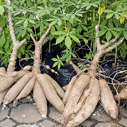 QAUZUY GARDEN Manihot Esculenta Seeds - 5 Premium Cassava Seeds, Manioc, Yuca, Tapioca Seeds - Easy-Growing Vegetables Survival Gear Food Seeds for Garden Home