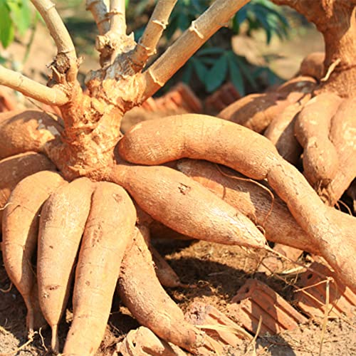 QAUZUY GARDEN Manihot Esculenta Seeds - 5 Premium Cassava Seeds, Manioc, Yuca, Tapioca Seeds - Easy-Growing Vegetables Survival Gear Food Seeds for Garden Home