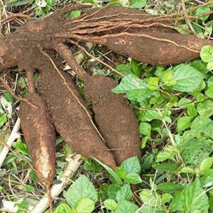 QAUZUY GARDEN Manihot Esculenta Seeds - 5 Premium Cassava Seeds, Manioc, Yuca, Tapioca Seeds - Easy-Growing Vegetables Survival Gear Food Seeds for Garden Home