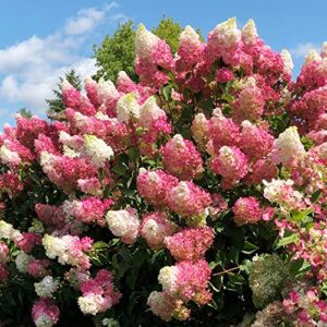 qauzuy garden vanilla strawberry hydrangea seeds (hortensia) 60 pink hydrangea flowers tree bush plants seeds – fast-growing & attract pollinators – showy accent privacy screen