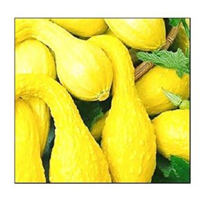 20 crookneck yellow squash | non-gmo | fresh garden seeds