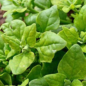 new zealand spinach seeds for planting, 100+ heirloom seeds per packet, (isla’s garden seeds), non gmo seeds, botanical name: tetragonia tetragonioides, great home garden gift