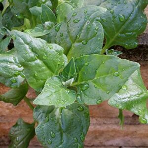 New Zealand Spinach Seeds for Planting, 100+ Heirloom Seeds Per Packet, (Isla's Garden Seeds), Non GMO Seeds, Botanical Name: Tetragonia tetragonioides, Great Home Garden Gift