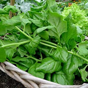 New Zealand Spinach Seeds for Planting, 100+ Heirloom Seeds Per Packet, (Isla's Garden Seeds), Non GMO Seeds, Botanical Name: Tetragonia tetragonioides, Great Home Garden Gift