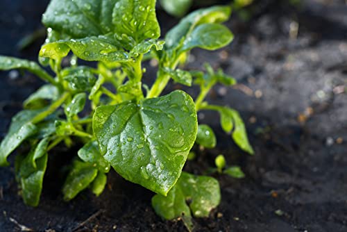 New Zealand Spinach Seeds for Planting, 100+ Heirloom Seeds Per Packet, (Isla's Garden Seeds), Non GMO Seeds, Botanical Name: Tetragonia tetragonioides, Great Home Garden Gift