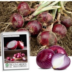 red shortday burgundy onion seeds for planting, 300+ heirloom seeds per packet, (isla’s garden seeds), non gmo seeds, botanical name: allium cepa, great home garden gift