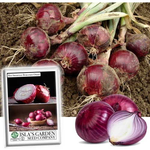 Red Shortday Burgundy Onion Seeds for Planting, 300+ Heirloom Seeds Per Packet, (Isla's Garden Seeds), Non GMO Seeds, Botanical Name: Allium cepa, Great Home Garden Gift