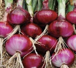 Red Shortday Burgundy Onion Seeds for Planting, 300+ Heirloom Seeds Per Packet, (Isla's Garden Seeds), Non GMO Seeds, Botanical Name: Allium cepa, Great Home Garden Gift