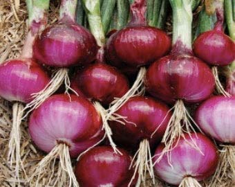 Red Shortday Burgundy Onion Seeds for Planting, 300+ Heirloom Seeds Per Packet, (Isla's Garden Seeds), Non GMO Seeds, Botanical Name: Allium cepa, Great Home Garden Gift