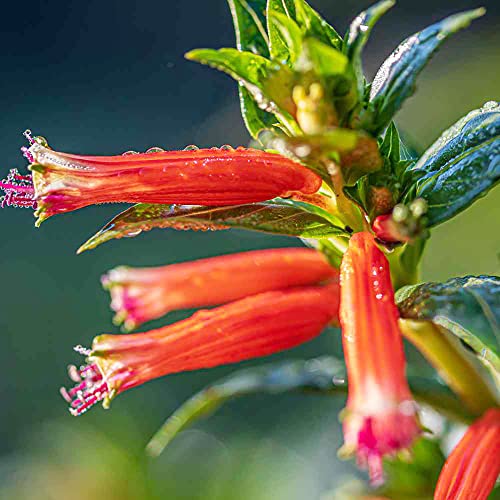 YEGAOL Garden 15Pcs CUPHEA Seeds Cigar Plant Firecracker Plant Cuphea Ignea Perennial Annual Deer Resistant Non-GMO Flower Seeds Potted Garden Plant