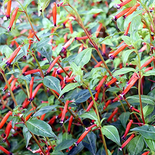 YEGAOL Garden 15Pcs CUPHEA Seeds Cigar Plant Firecracker Plant Cuphea Ignea Perennial Annual Deer Resistant Non-GMO Flower Seeds Potted Garden Plant