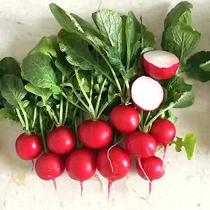 500+ radish seeds- cherry belle radish