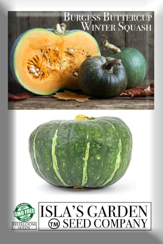 Burgess Buttercup Winter Squash, 25 Heirloom Seeds Per Packet, Non GMO Seeds, Botanical Name: Cucurbita Maxima, Isla's Garden Seeds