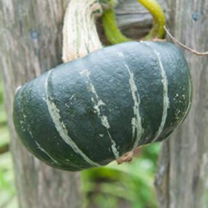 Burgess Buttercup Winter Squash, 25 Heirloom Seeds Per Packet, Non GMO Seeds, Botanical Name: Cucurbita Maxima, Isla's Garden Seeds