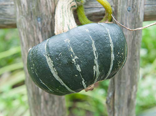 Burgess Buttercup Winter Squash, 25 Heirloom Seeds Per Packet, Non GMO Seeds, Botanical Name: Cucurbita Maxima, Isla's Garden Seeds