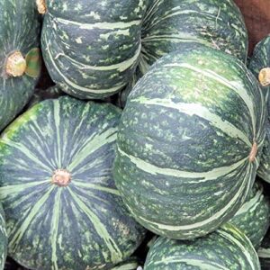 Burgess Buttercup Winter Squash, 25 Heirloom Seeds Per Packet, Non GMO Seeds, Botanical Name: Cucurbita Maxima, Isla's Garden Seeds