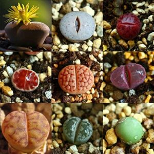 rogerseed 1000+ mixed rare lithops seeds – succulent cactus seeds planting for garden bonsai – non-gmo
