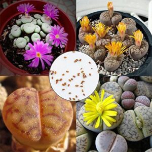 ROGERSEED 1000+ Mixed Rare Lithops Seeds - Succulent Cactus Seeds Planting for Garden Bonsai - Non-GMO
