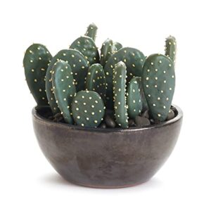 napa home & garden eastern prickly pear cactus potted 5″ green