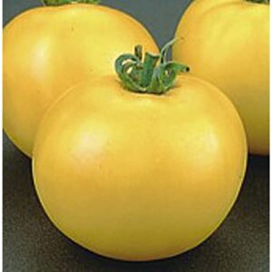 lemon boy tomato seeds (20+ seeds) | non gmo | vegetable fruit herb flower seeds for planting | home garden greenhouse pack